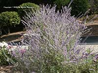 Perovskia atriplicifolia, Russian Sage