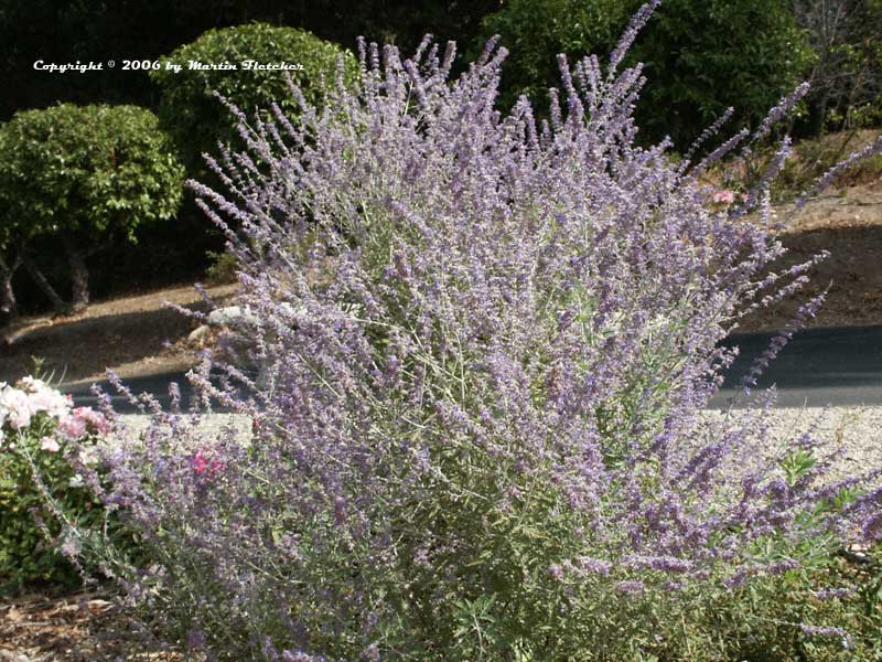 Perovskia atriplicifolia, Russian Sage