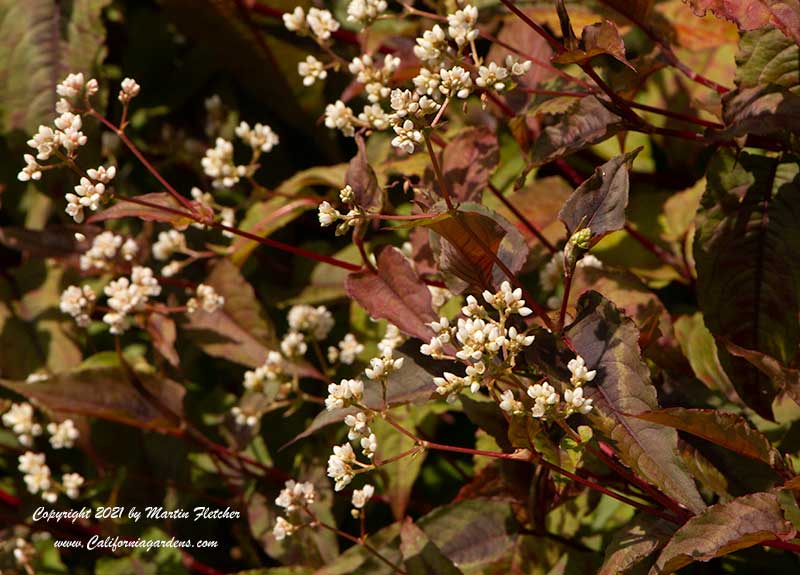 Persicaria microcephala Red Dragon, Fleece Flower, Knotweed