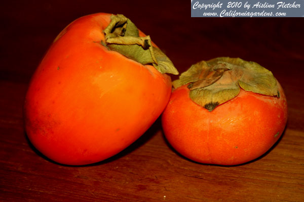 Hachiya and Fuyu Persimmon