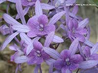 Petrea volubilis, Queen's Wreath Vine, Sandpaper Vine
