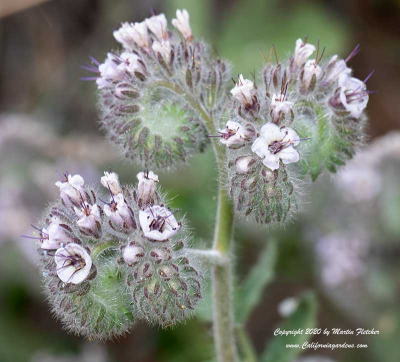 Phacelia cicutaria, Caterpillar Phacelia