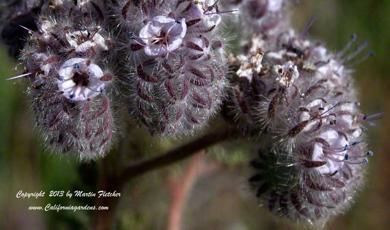 Phacelia cicutaria, Caterpillar Phacelia