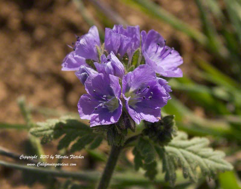 Phacelia ciliata, Great Valley Phacelia