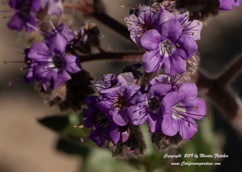 Phacelia crenulata, Cleftleaf Wild Heliotrope, Heliotrope Phacelia, Notch Leaved Phacelia