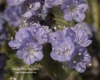 Phacelia distans, Wild Heliotrope, Distant Phacelia