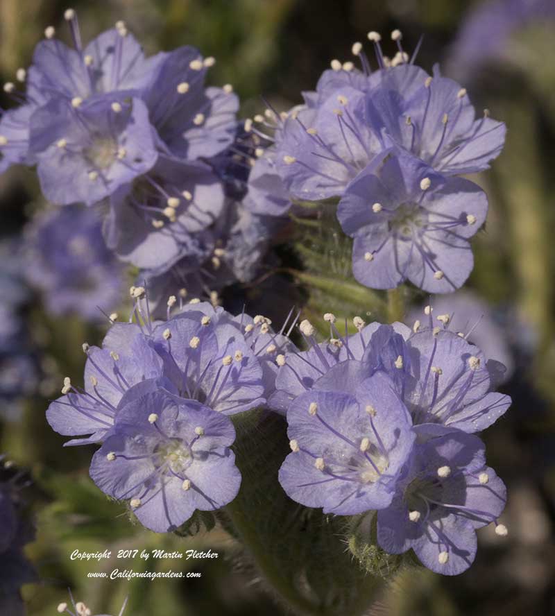 Phacelia distans, Wild Heliotrope, Distant Phacelia