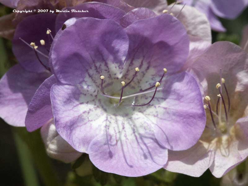 Phacelia grandiflora, Large Flowered Phacelia