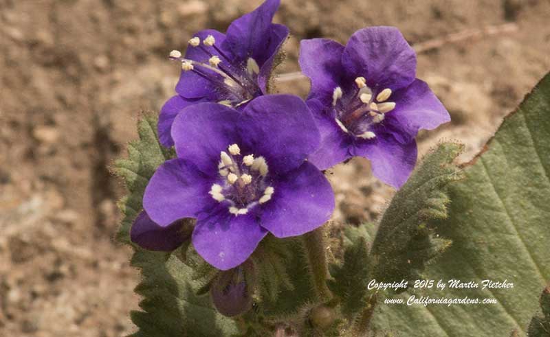 Phacelia parryi, Parry's Phacelia