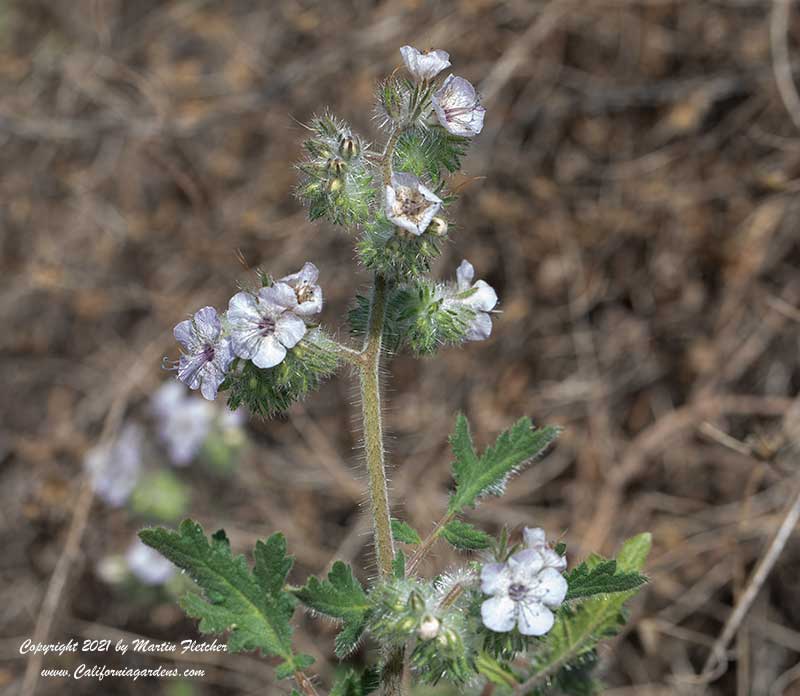 Phacelia ramosissima, Branching Phacelia