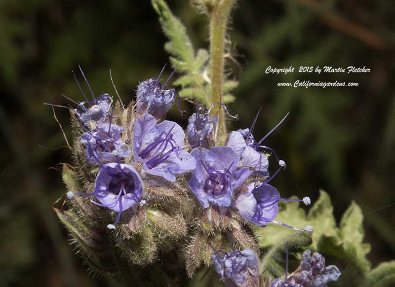 Phacelia ramosissima, Branching Phacelia