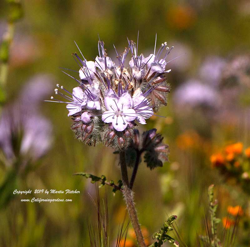 Phacelia tanacetifolia, Lacy Phacelia, Tansy Leafed Phacelia