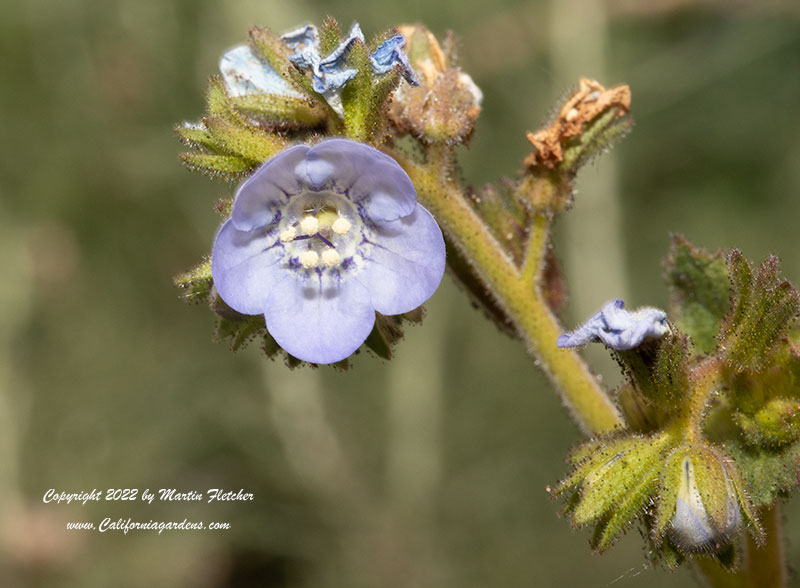 Phacelia viscida, Sticky Phacelia