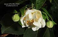 Philadelphus mexicanus plena, Double Flowering Evergreen Mock Orange