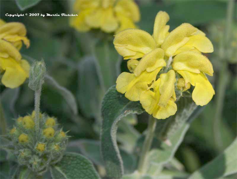 Phlomis fruticosa, Jerusalem Sage