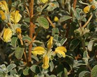 Phlomis lanata, Dwarf Jerusalem Sage
