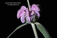 Phlomis purpurea, Purple Jerusalem Sage