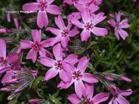 Phlox subulata, Creeping Phlox