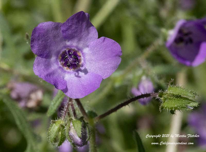 Pholistoma auritum, Fiesta Flower