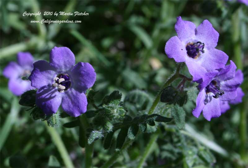 California Native Shade Garden