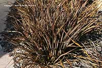 Phormium Jack Spratt, Dwarf New Zealand Flax, Jack Spratt New Zealand Flax