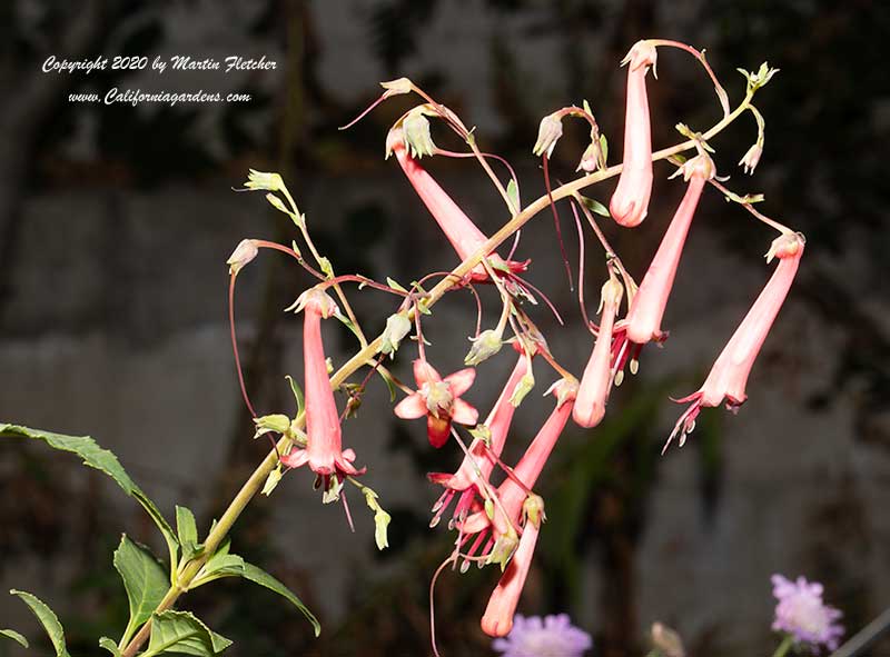 Phygelius African Queen, African Queen Cape Fuchsia