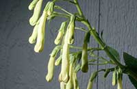 Phygelius Moonraker, Moonraker Cape Fuchsia, Yellow Cape Fuchsia