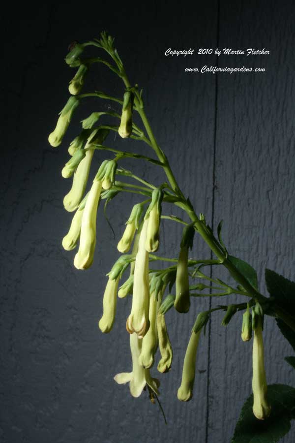 Phygelius Moonraker, Yellow Cape Fuchsia