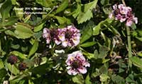 Phyla nodiflora, Lippia, Frog Fruit, Turkey Tangle, Mat Grass