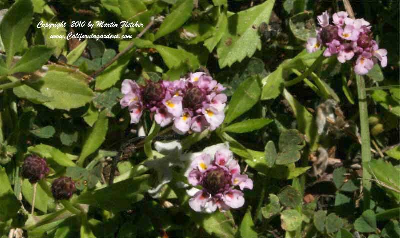 Phyla nodiflora, Lippia