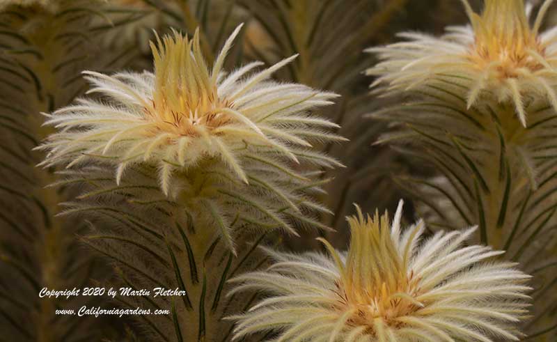 Phylica pubescens, Featherhead