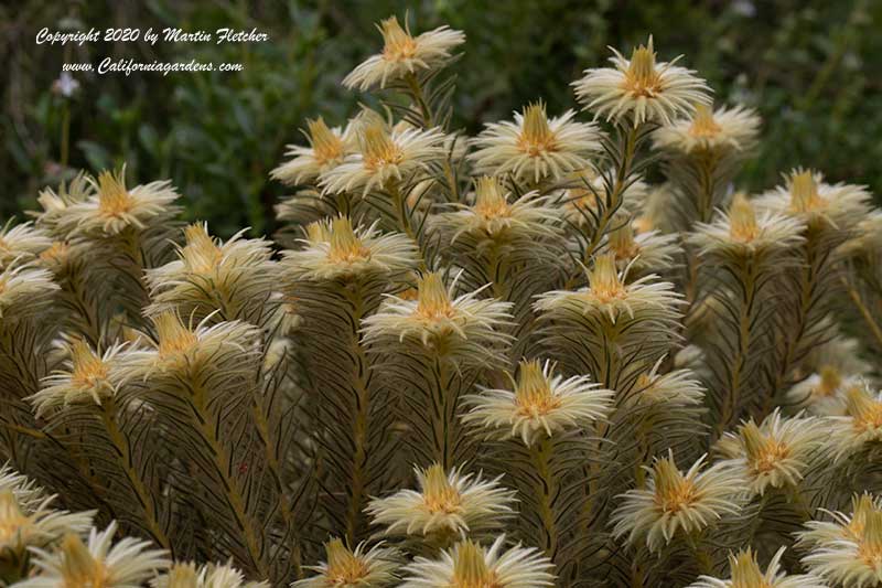 Phylica pubescens, Featherhead