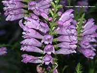 Physostegia virginiana, Obedient Plant, False Dragon's Head