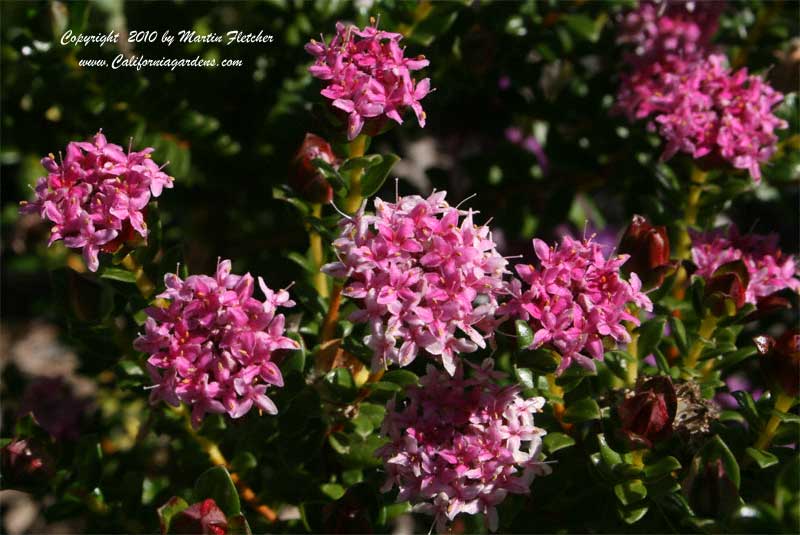 Pimelea ferruginea, Pink Rice Flower