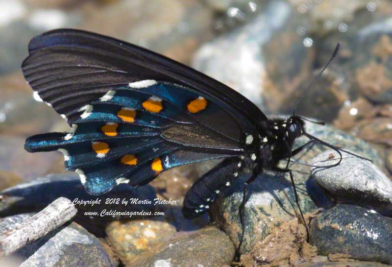 Pipevine Swallowtail Butterfly