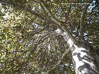 Platanus racimosa, California Sycamore, Western Sycamore