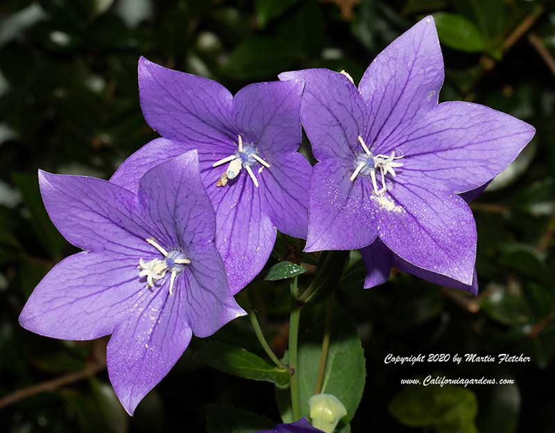 Platycodon grandiflorus, Balloon Flower