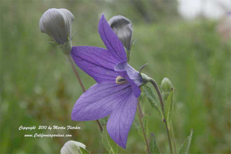 Platycodon grandiflorus, Balloon Flower