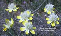 Platystemon californicus, Cream Cups