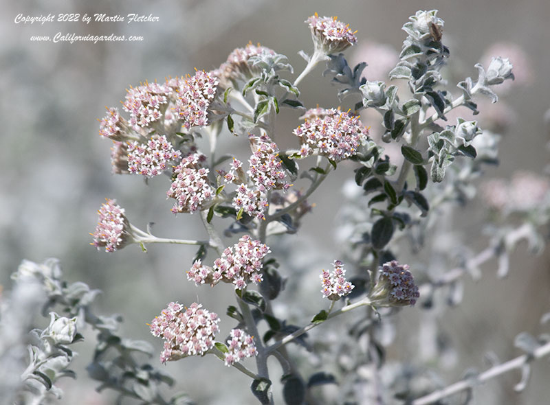 Plecostachys serpyllifolia, Cobweb Bush