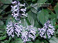 Plectranthus Mona Lavender, Mona Lavender Spur Flower