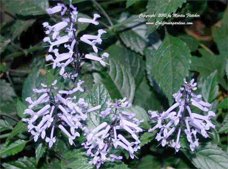 Plectranthus Mona Lavender, Lavender Spur Flower