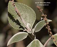 Plectranthus argentatus, Silver Spur Flower