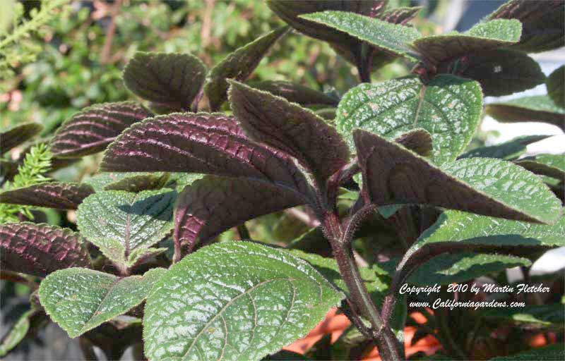 Plectranthus ciliatus Drege, Eyelash Spur Flower