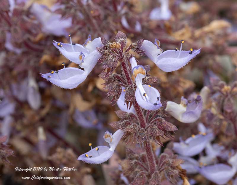 Plectranthus neochilus, Lobster Flower