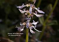 Plectranthus neochilus, Lobster Flower
