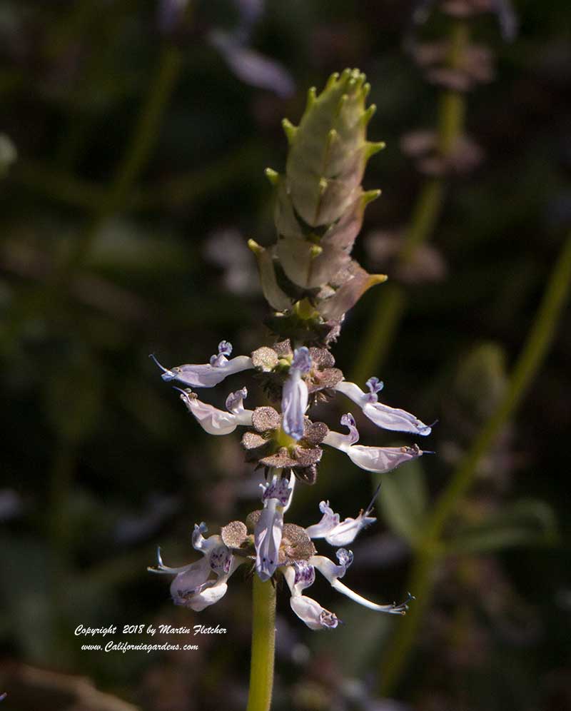 Plectranthus neochilus, Lobster Flower