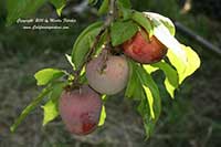 Plum, Elephant Heart