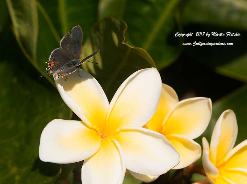 Plumeria Celadine, Gray Hairstreak, Frangipani