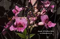 Podranea ricasoliana, Port Saint John's Creeper